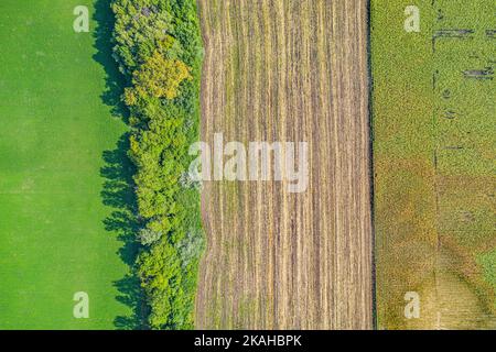 Vista aerea dei campi agricoli. Paesaggio aereo su mais, girasoli, soia e campi con balle di paglia, alberi Foto Stock