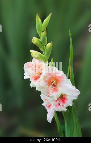 Gladiolo delicato di colore bianco-rosa è posato in lchas del sole estivo. gladiolo su un fondo verde isolato Foto Stock