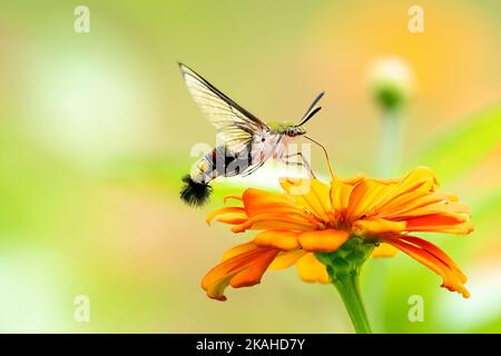 Primo piano di una bella farfalla (Pellucid Hawk Moth) seduta un congedo / fiore durante la primavera in una giornata di sole Foto Stock
