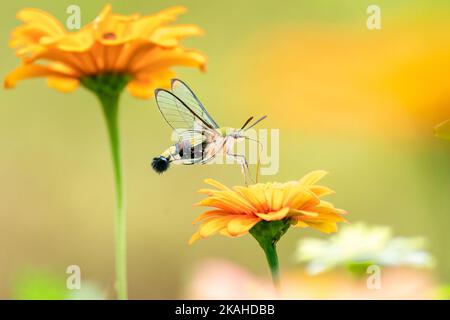 Primo piano di una bella farfalla (Pellucid Hawk Moth) seduta un congedo / fiore durante la primavera in una giornata di sole Foto Stock