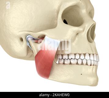 TMJ: Le articolazioni e i muscoli temporomandibolari. Illustrazione 3D accurata dal punto di vista medico. Foto Stock