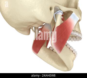 TMJ: Le articolazioni e i muscoli temporomandibolari. Illustrazione 3D accurata dal punto di vista medico. Foto Stock