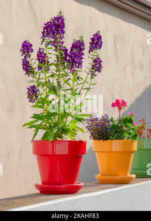 Fiori verticali su una pentola colorata a la Jolla in California. Ci sono piante in vaso sulla cima di un muro di cemento contro la casa con un wal cemento Foto Stock
