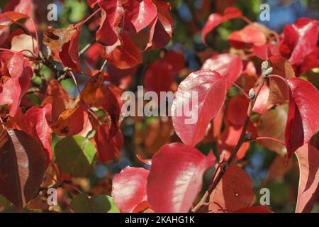 Rosso brillante brucia foglie autunnali cespuglio di colore. Foto Stock
