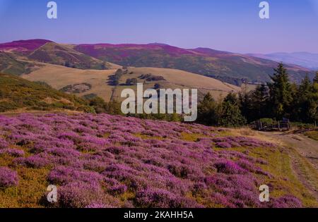 Vista da Penycloddiau a Moel Famau e Moel Arthur Foto Stock