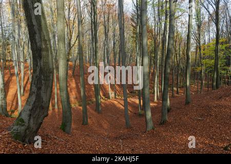 Faggio foresta in autunno. Gli alberi non hanno foglie. Uno strato spesso di foglie brune asciutte giace sulla terra. Foto Stock