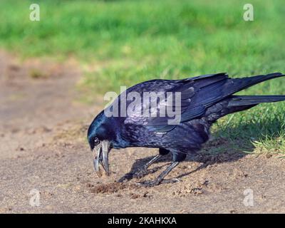 Rook Corvus frugilegus scavare in prateria costa orientale Norfolk Foto Stock