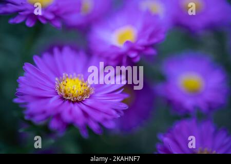 Sogno fiori viola primo piano. Idilliaco natura giardino floreale scenico. Primo piano di fiori in fiore. Fiori sfondo vivido. Foto Stock