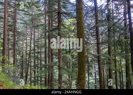 Cedrus deodara, il cedro del deodar, cedro dell'Himalaya, o deodar, è una specie di cedro nativo dell'Himalaya. . Himachal Pradesh India. Foto Stock