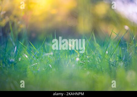 Bellissimo primo piano ecologia paesaggio natura con prato. Sfondo erba astratta. Campo artistico boschivo bokeh con luce calda tramonto, relax natura Foto Stock