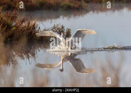 Cygnet rende imbarazzante l'atterraggio con Swan adulto su calmo acqua tranquilla con riflessione su una mattina presto di autunno Foto Stock