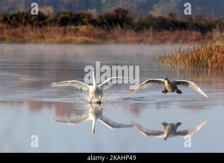 Cygnet rende imbarazzante l'atterraggio con Swan adulto su calmo acqua tranquilla con riflessione su una mattina presto di autunno Foto Stock