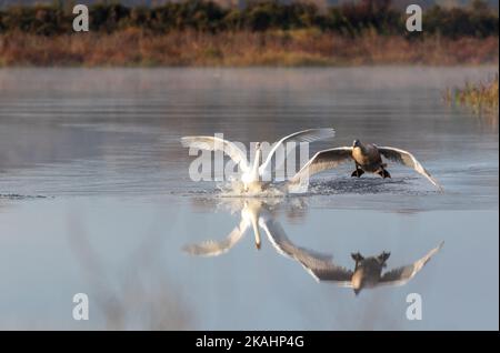 Cygnet rende imbarazzante l'atterraggio con Swan adulto su calmo acqua tranquilla con riflessione su una mattina presto di autunno Foto Stock