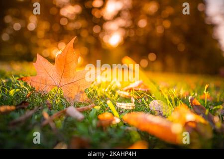 Foglia di acero autunnale su erba verde, macro primo piano. Perfetto paesaggio naturale di primo piano con foglie di albero giallo, erba verde e sole. Drammatico fogliame autunnale Foto Stock