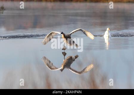 Cygnet rende imbarazzante l'atterraggio con Swan adulto su calmo acqua tranquilla con riflessione su una mattina presto di autunno Foto Stock