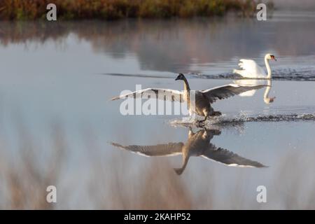 Cygnet rende imbarazzante l'atterraggio con Swan adulto su calmo acqua tranquilla con riflessione su una mattina presto di autunno Foto Stock