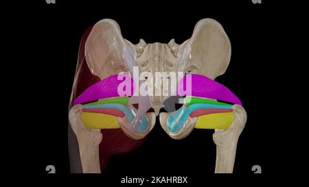 Rotatori laterali dell'anca (muscoli profondi della regione glutea) Foto Stock