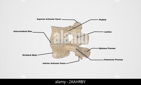 Vista laterale della terza e quarta vertebra lombare con etichetta Foto Stock
