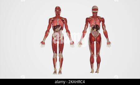 Illustrazione anatomica degli organi interni umani Foto Stock
