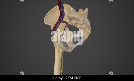 Illustrazione anatomica del canale otturatore Foto Stock