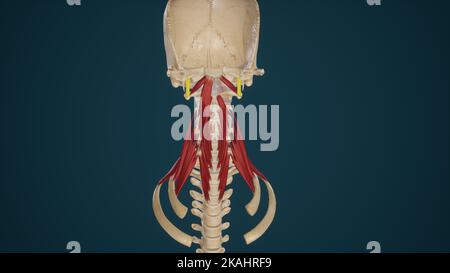 Illustrazione medica accurata di Rectus Capitis lateralis Foto Stock