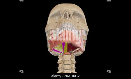 Illustrazione medica del Triangolo submentale Foto Stock