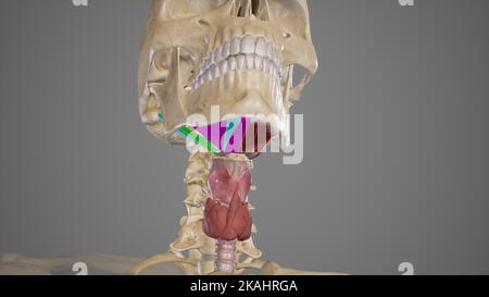 Illustrazione medica dei muscoli Suprahyoid Foto Stock