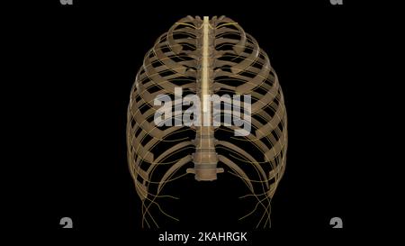 Illustrazione medica dei nervi spinali toracici Foto Stock