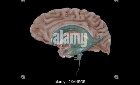 Illustrazione medica del sistema ventricolare Foto Stock