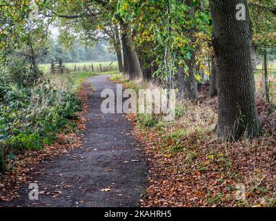 Querce lungo la Beryl Burton Cycleway vicino Knaresborough North Yorkshire Inghilterra Foto Stock