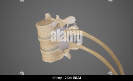 Illustrazione medica dell'articolazione Costovertebrale Foto Stock