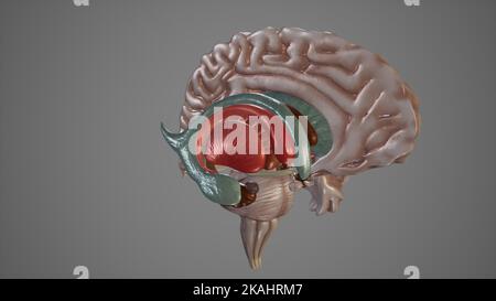 Illustrazione medica di strutture profonde del cervello Foto Stock