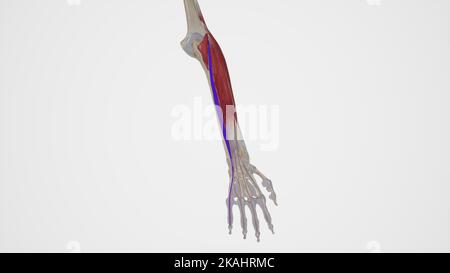 Extensor digiti Minimi Anatomia muscolare Foto Stock