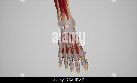 Retinacolo dell'estensore del piede Foto Stock