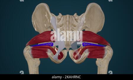 Rotatori laterali dell'anca superiore Gemellus Foto Stock