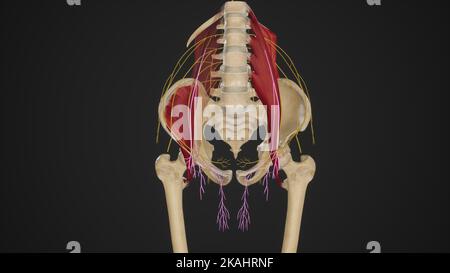 Corso di rendering Genitofemoral Nerve.3D Foto Stock