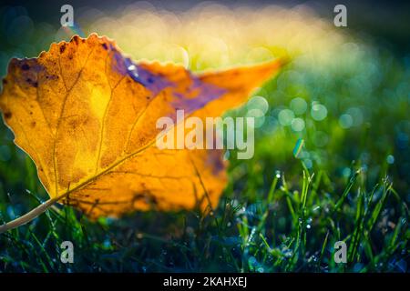 Splendida foglia autunnale in erba verde, paesaggio autunnale, vista in primo piano della natura con i raggi del sole e rilassanti alberi di foresta sfocata. Natura idilliaco stagionale Foto Stock