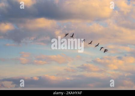 Cielo all'alba con un gruppo di uccelli. Bel cielo nuvoloso all'alba con gli uccelli benvenuto la mattina nuova. Modello idilliaco della natura Foto Stock