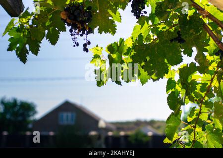 Foglie di vite sullo sfondo di una casa di campagna nella luce del tramonto. Vista frontale. Foto Stock