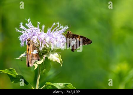 Due farfalle dello skipper con macchie d'argento su un fiore di bergamotto selvatico in un giardino Foto Stock