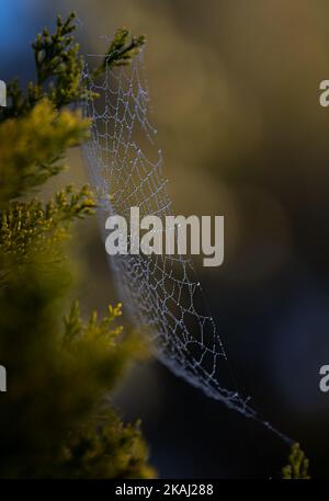 Spiderweb sulla thuja coperto di rugiada del mattino. Fotografato in una calda luce del mattino. Foto Stock