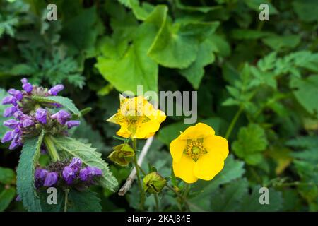 Il papavero gallese, Papaver cambricum, sinonimo di Meconopsis cambrica fiorisce fiori gialli ai piedi dell'Himalaya. Foto Stock