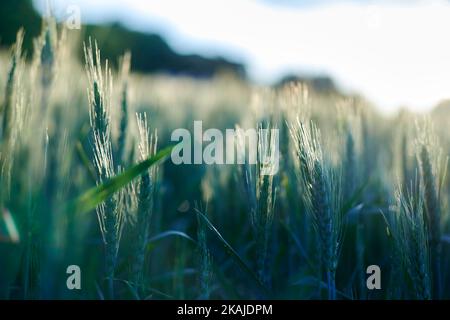 Un primo piano di piante verdi e gialle di grano sotto un cielo luminoso nella campagna con uno sfondo sfocato al tramonto Foto Stock