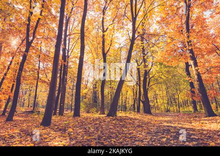 Incredibile natura foresta autunnale. Alberi colorati e foglie con cielo azzurro soleggiato. Idilliaco tranquillo parco rurale all'aperto paesaggistico paesaggio. Escursioni Foto Stock