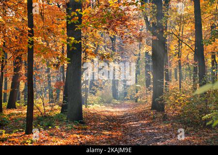 Incredibile natura foresta autunnale. Alberi colorati e foglie con cielo azzurro soleggiato. Idilliaco tranquillo parco rurale all'aperto paesaggistico paesaggio. Escursioni Foto Stock