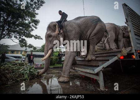 Gli elefanti reali e i mahout dalla Provincia di Ayuthaya arrivano al quartier generale del comando di difesa territoriale per ottenere un abito da elefante reale prima di dirigersi davanti al Grand Palace per rispettare la fine Thailandia re Bhumibol Adulyadej a Bangkok, Thailandia il 08 novembre 2016. (Foto di Guillaume Payen/NurPhoto) *** Please use Credit from Credit Field *** Foto Stock