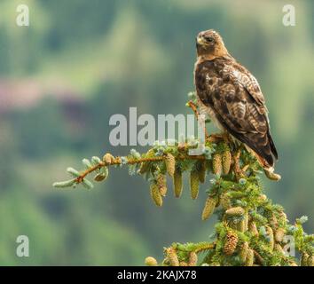 Un tiro selettivo di un falco dalla coda rossa appollaiato su una cima di un albero Foto Stock