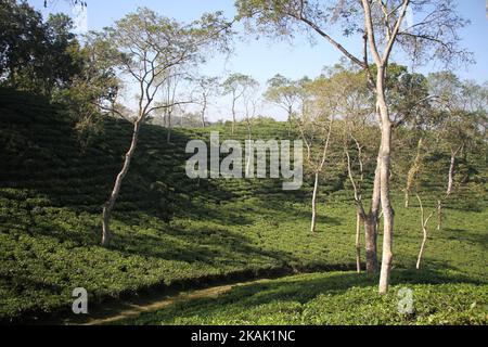 Una vista di un giardino del tè a Srimangal in Moulvibazar, nord-est del Bangladesh il 16 dicembre 2016. (Foto di Rehman Asad/NurPhoto) *** Please use Credit from Credit Field *** Foto Stock