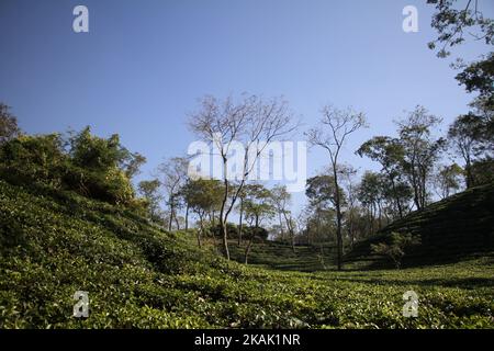 Una vista di un giardino del tè a Srimangal in Moulvibazar, nord-est del Bangladesh il 16 dicembre 2016. (Foto di Rehman Asad/NurPhoto) *** Please use Credit from Credit Field *** Foto Stock