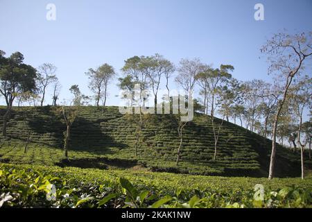 Una vista di un giardino del tè a Srimangal in Moulvibazar, nord-est del Bangladesh il 16 dicembre 2016. (Foto di Rehman Asad/NurPhoto) *** Please use Credit from Credit Field *** Foto Stock